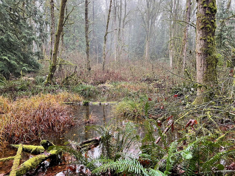 One of many marshes in the Lord Hill Park